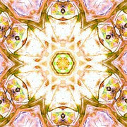 Healing Transmissions & New Humanity Book Set